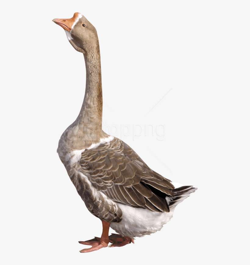 Download Grey Young Goose Png Images Background - Grey Goose Clipart, transparent png download