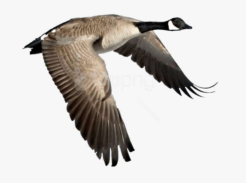 Free Png Goose Png Images Transparent - Transparent Canada Goose Clipart, transparent png download