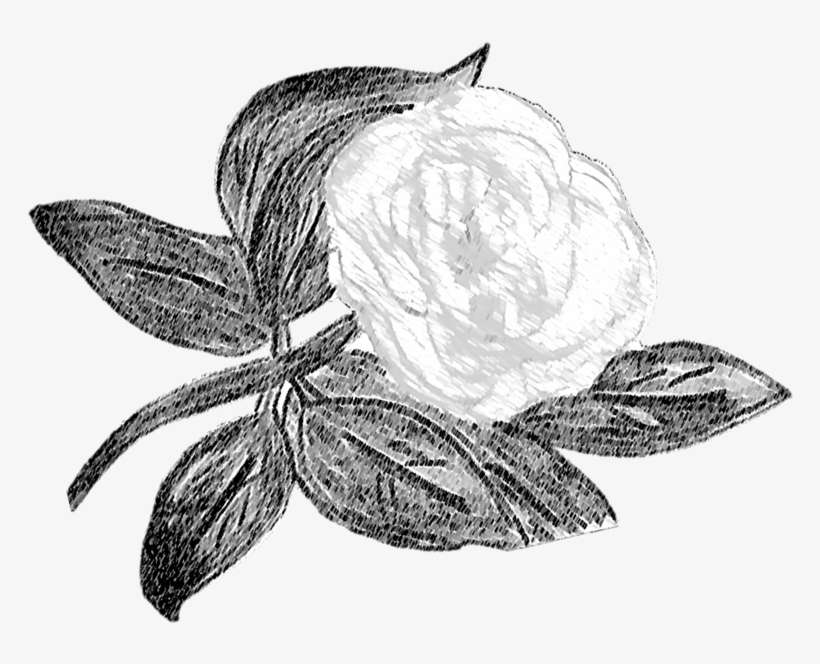 Png Freeuse Stock Amaryllis Drawing Sketch - Sketch, transparent png download