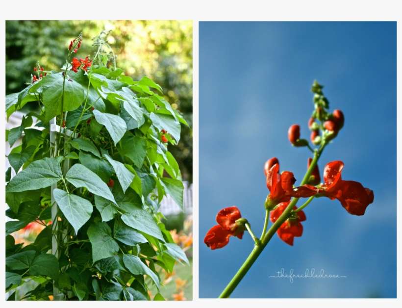 They Swarm The Tall, Thick Vines And Sometimes Will - Flower, transparent png download