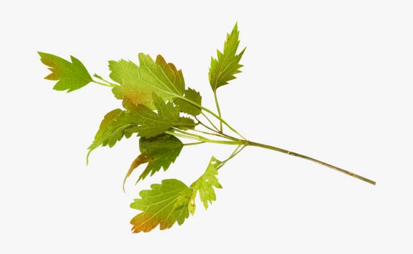 Hoja Png Para Photoscape - Hojas Png Para Photoscape, transparent png download