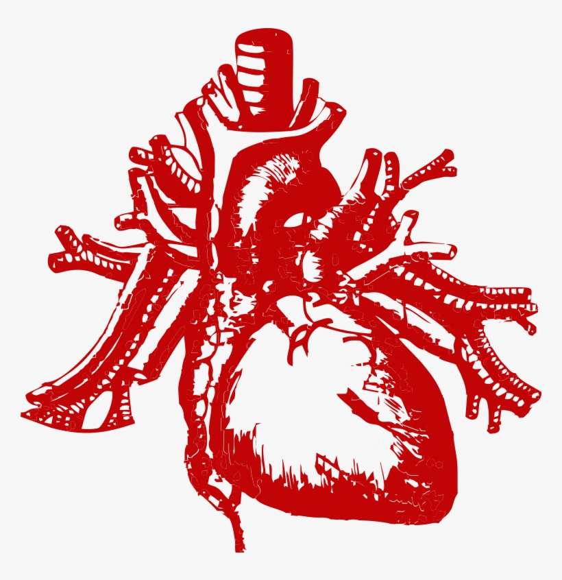 Real Heart Silhouette Png Transparent - Focos Cardiacos, transparent png download