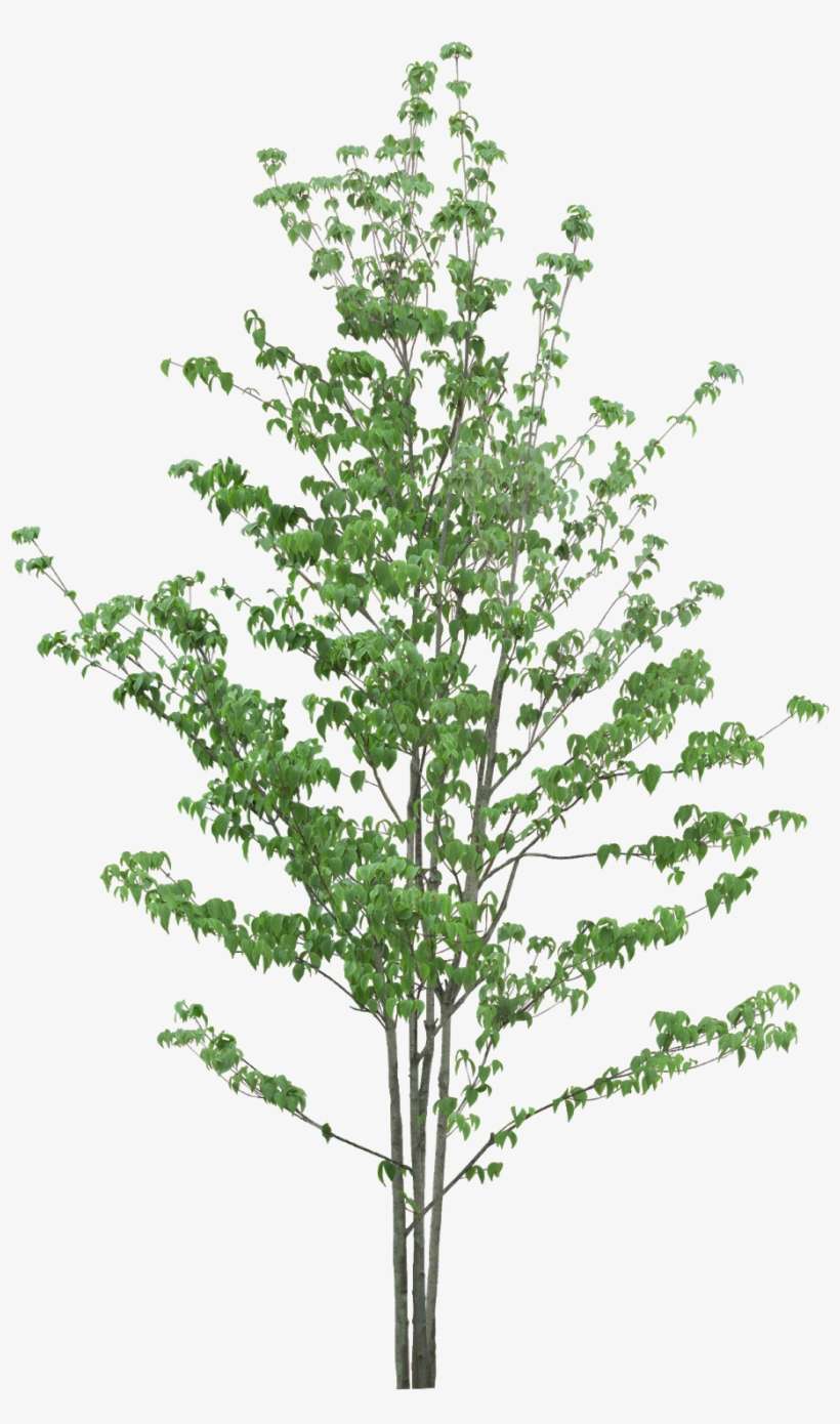 #tree #branches #leaves #palm Tree #autumn Tree #tree - Tree, transparent png download