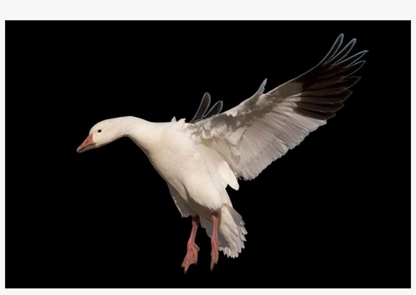 Complete Animal Free Png Collection, Free Pngs Has - Snow Goose, transparent png download
