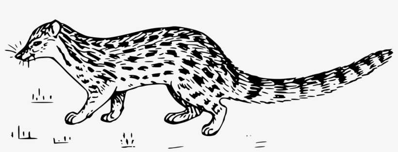 Wildcat Whiskers Genetics Felidae Leopard - Genet Clipart, transparent png download