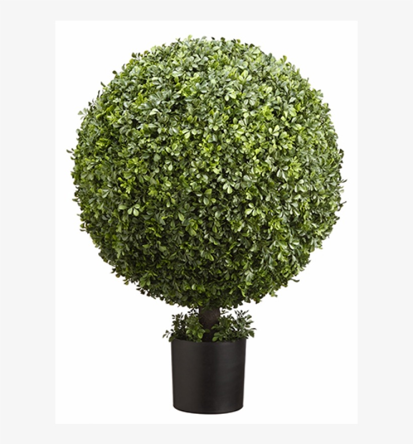 36" High Pre Potted Ball Shaped Boxwood Topiary In - Thuya, transparent png download