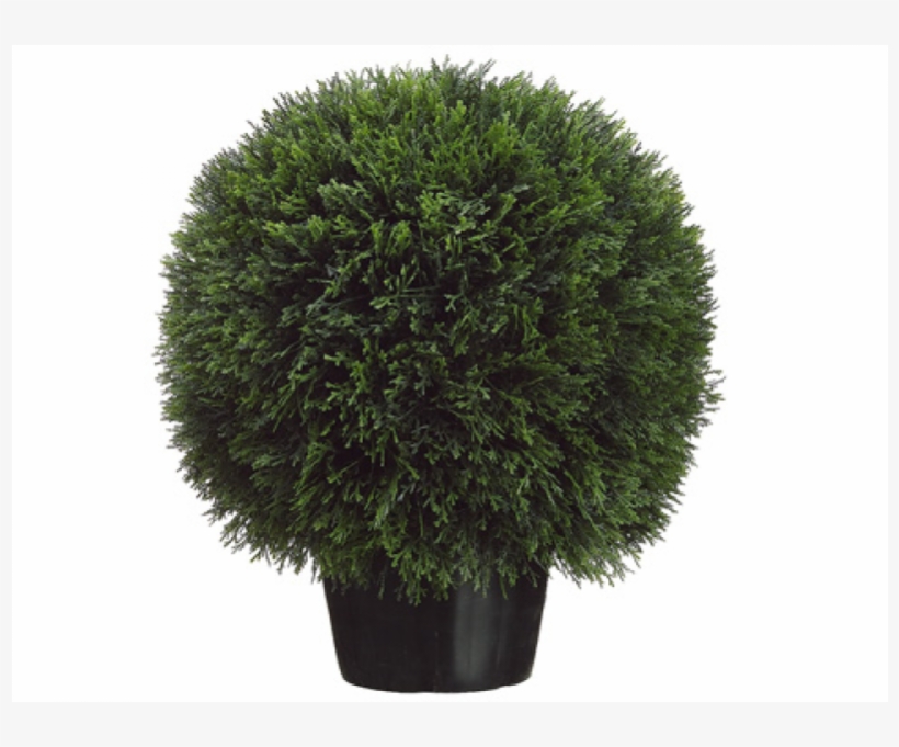 5"l Cedar Ball Topiary In Pot - Topiary, transparent png download
