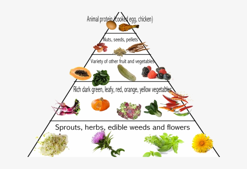 Grains Clipart Food Pyramid - Food Pyramid For Parrots, transparent png download