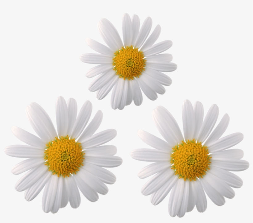 Daisy Flower Png Transparent Png Kindpng