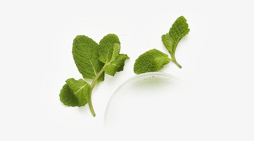 < 200 Calories - Boost Juice Transparent, transparent png download