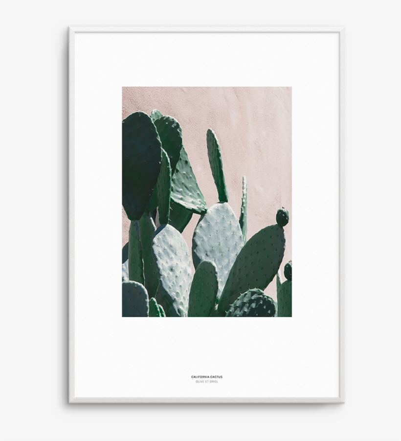 California Cactus No Iii - Barbary Fig, transparent png download