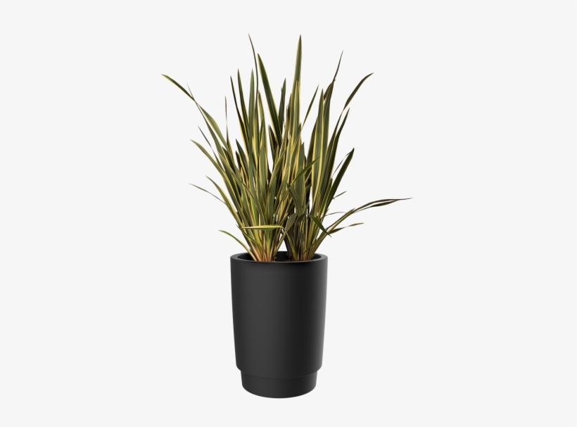 Home > Collection > Pure Grade High - Flowerpot, transparent png download