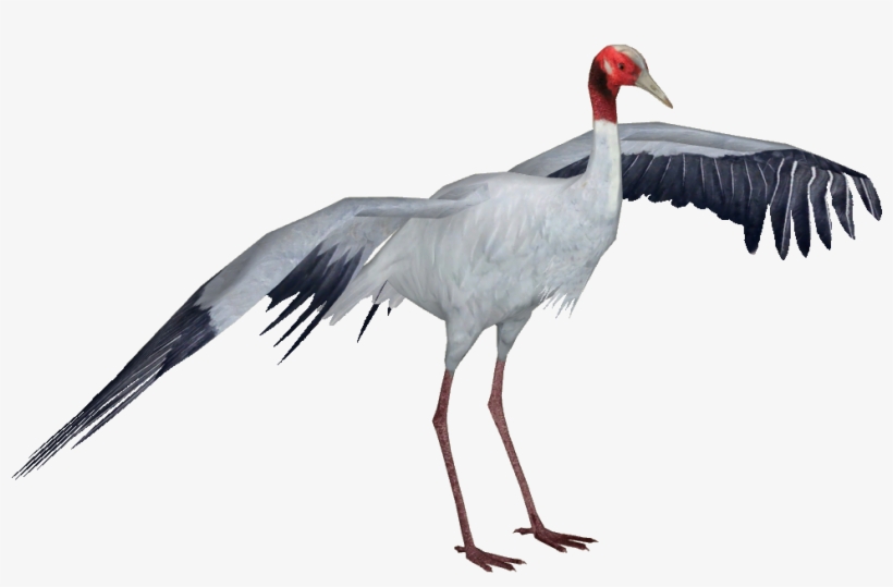 Sarus Crane - Sarus Crane Png, transparent png download