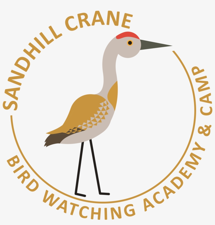 Sandhill Crane - Water Bird, transparent png download