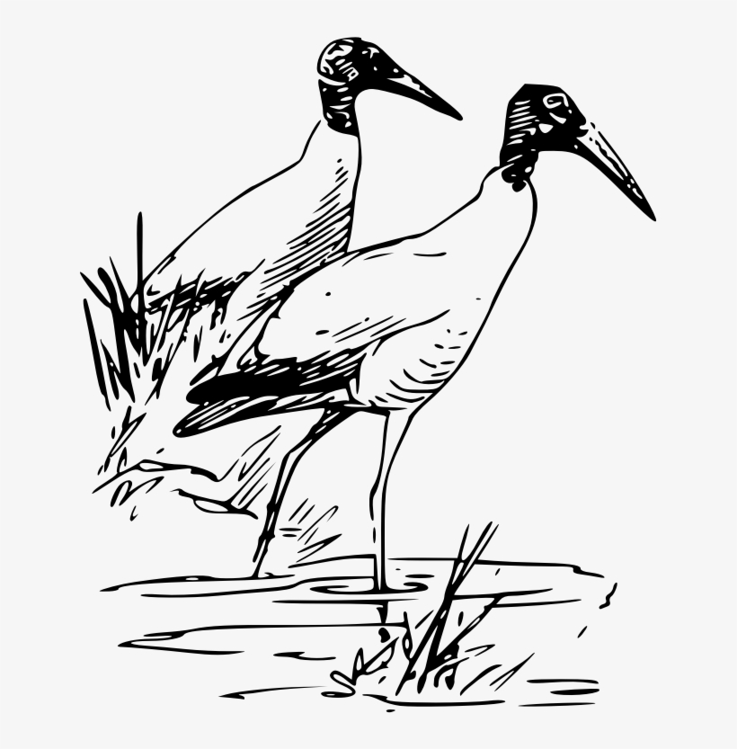 Crane Clipart Stork Bird - Ibis Bird, transparent png download