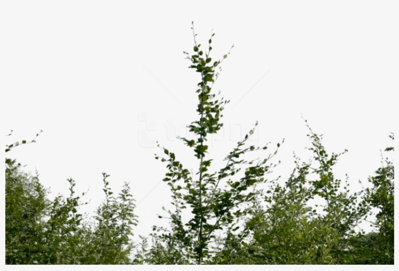 Free Png Download Bushes Png Images Background Png - Bushes Png, transparent png download
