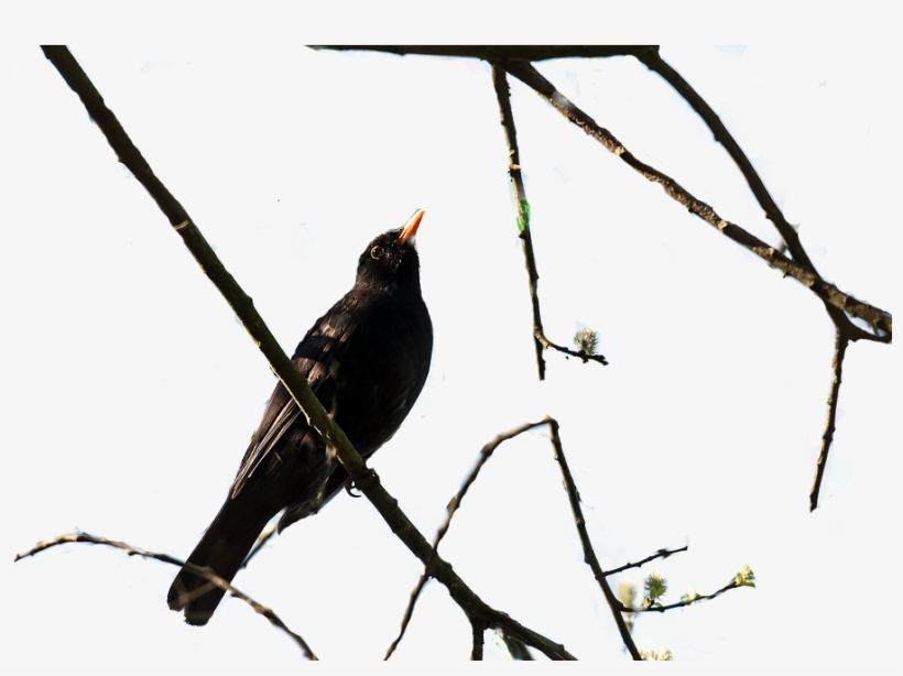 Bird, Tree, Bush, Nature, Animal World - Blackbird, transparent png download