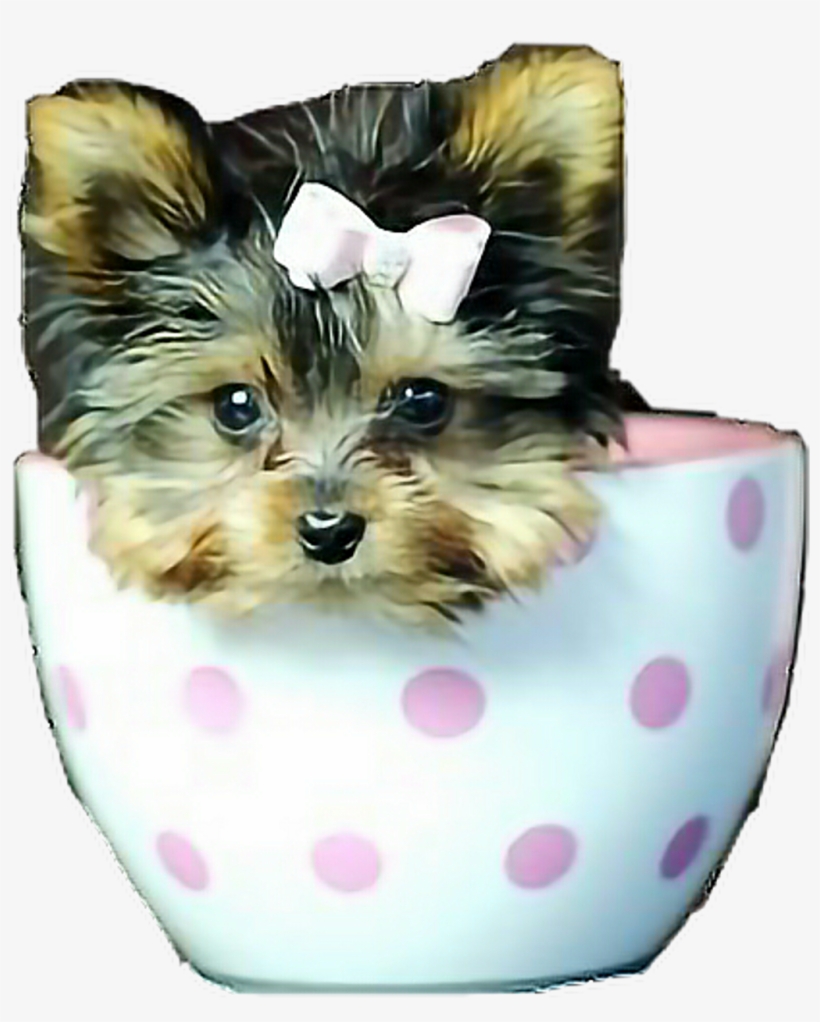 Poppies Poppy Teacuppuppy Yorkie Yorkiepuppies Dog - Yorkshire Terrier, transparent png download