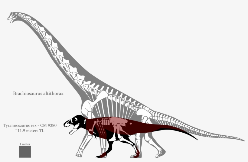 Brachiosaurus Compared To T Rex, transparent png download