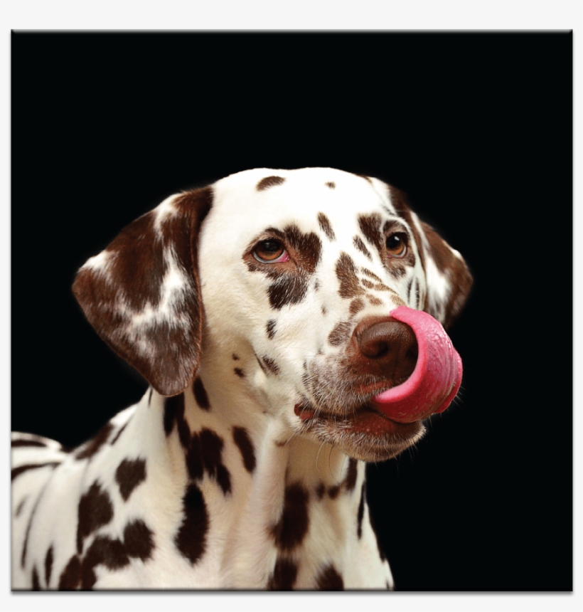 Yummy - Quotes For You And Your Dog, transparent png download