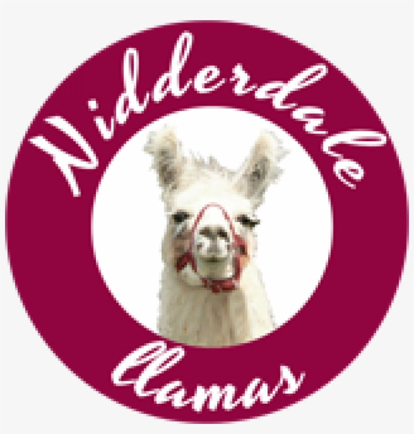 Nidderdale Llamas Nidderdale Llamas - Llama, transparent png download