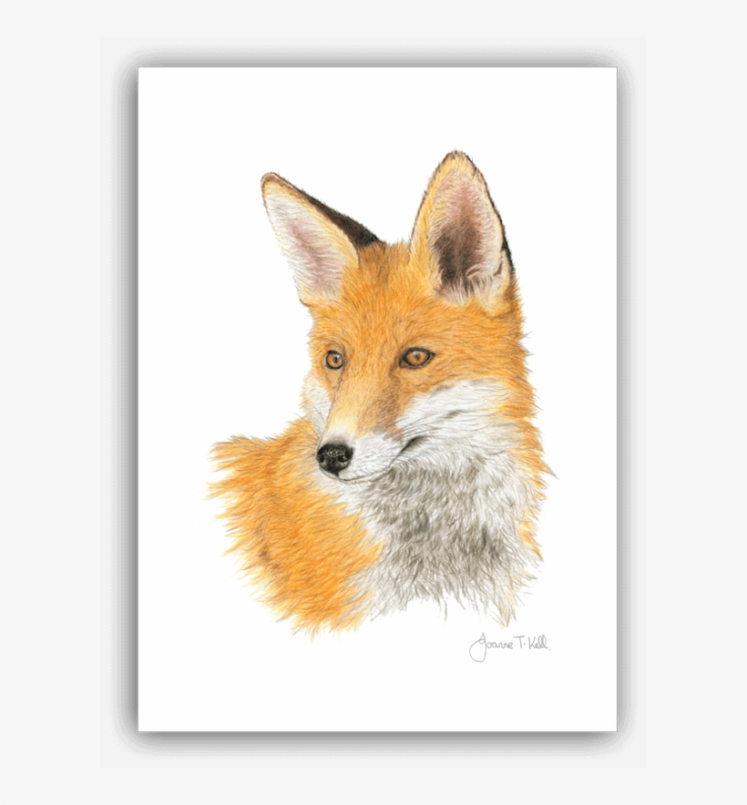 Red Fox Greeting Card - Red Fox, transparent png download