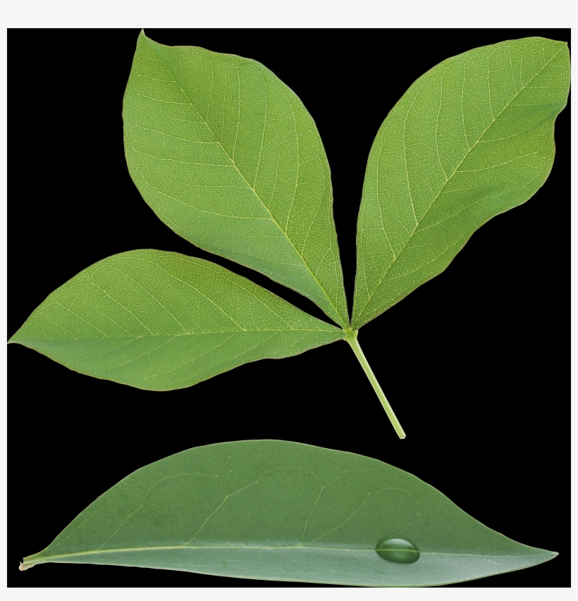 Tree, transparent png download