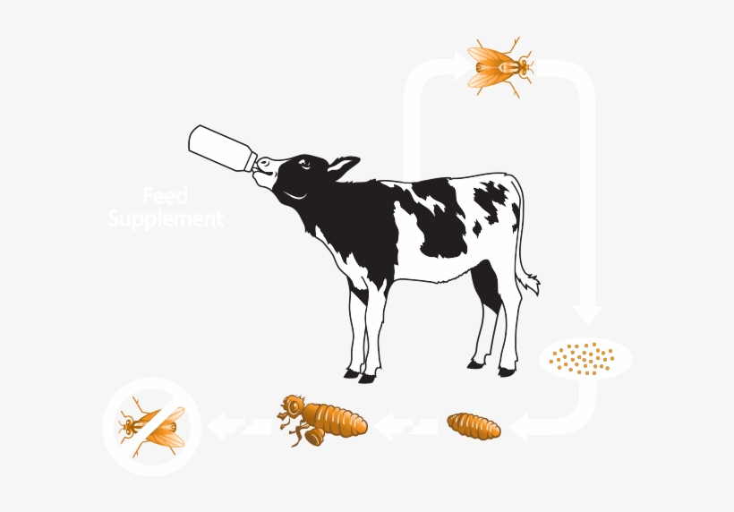700 X 700 2 - Feed Calves Png, transparent png download