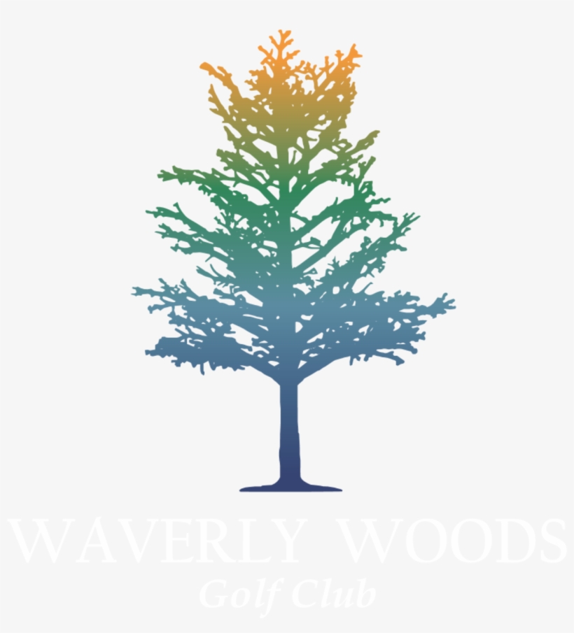 Fir, transparent png download