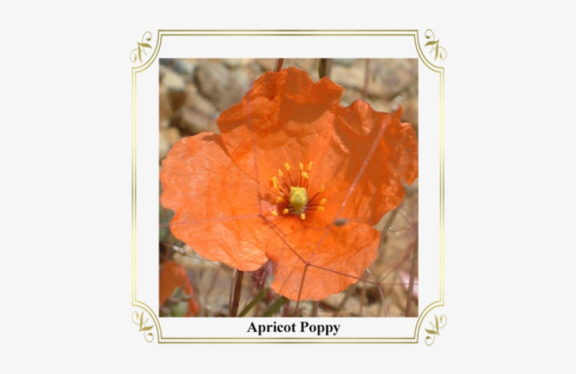 Poppy, transparent png download