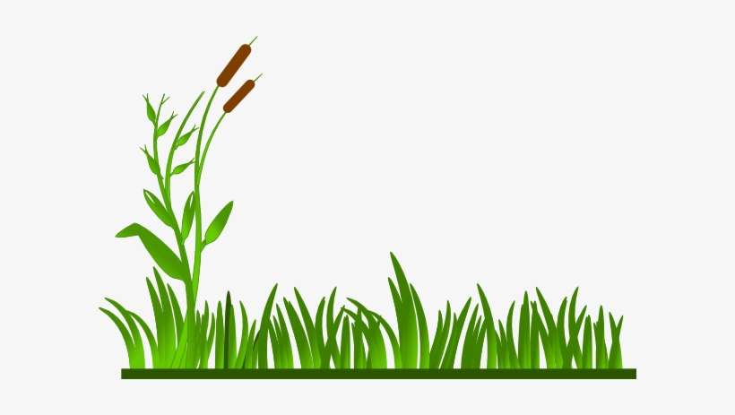 Lawn Clipart Jungle Vine - Grass Cartoon, transparent png download