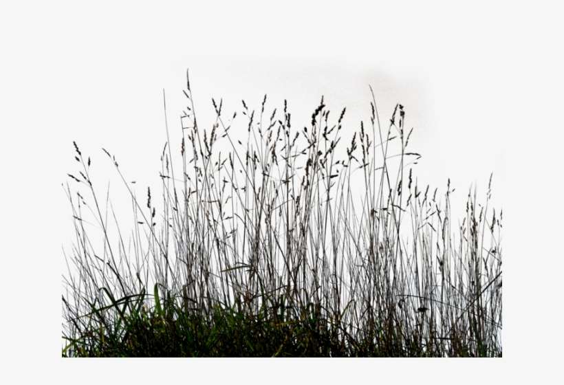 Dry Grass Clipart Dark Grass Long Grass Png PNG Image Transparent