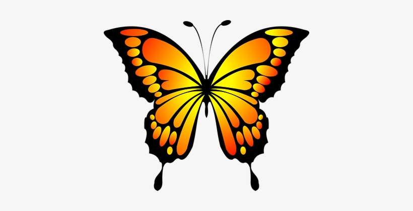 Butterfly Red Yellow Butterfly Butterfly B - Yellow Butterfly, transparent png download