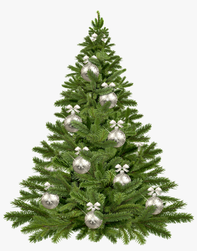 Christmas Tree, Twigs, Christmas, Pine, Tree, Plant - Real Christmas Tree Transparent Png, transparent png download