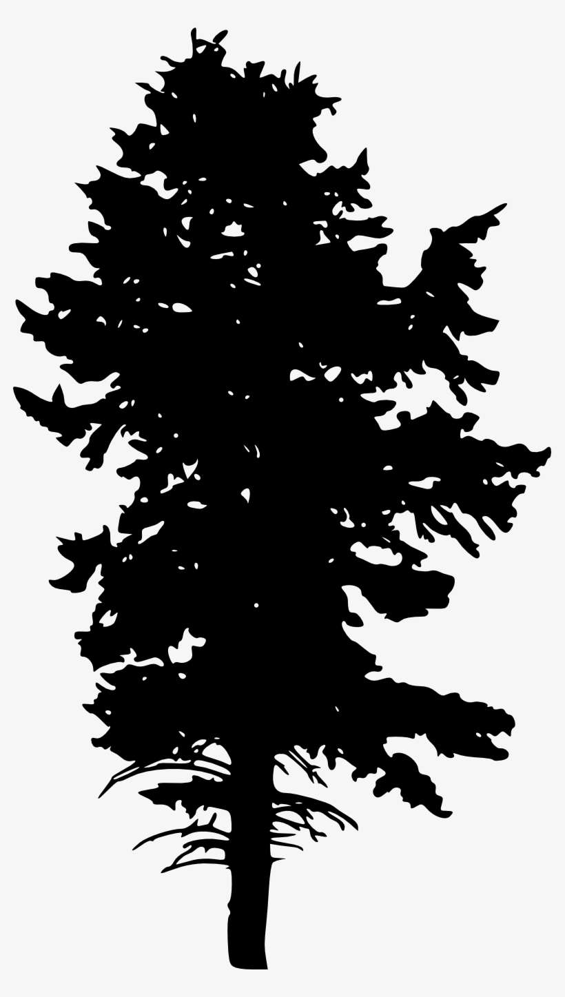 Free Download - Colorado Spruce, transparent png download