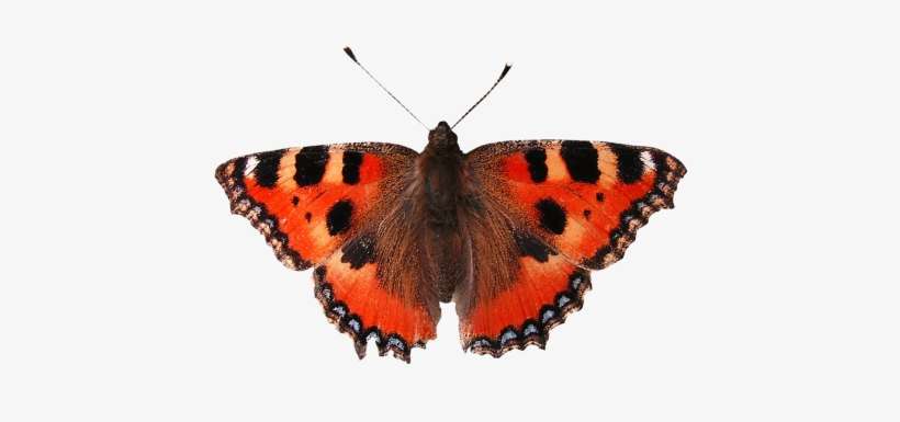 Isolated Isolated,isolated Image,bug,background Removing, - Butterfly, transparent png download