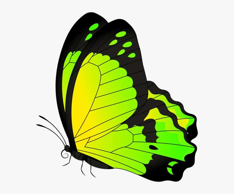 0, - Borboleta Laranja E Preta, transparent png download