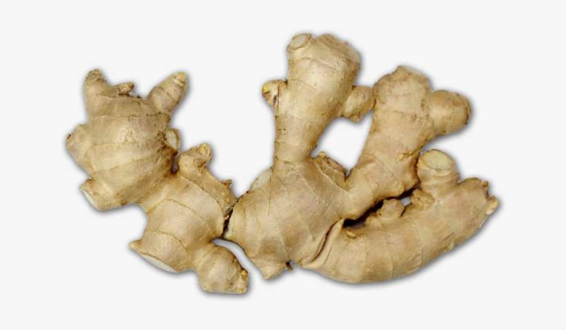 Ginger, transparent png download