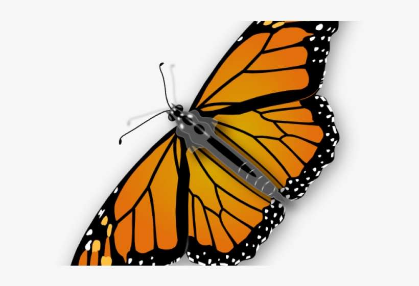 Monarch Butterfly Clipart Little Butterfly - Monarch Butterfly Transparent Clipart, transparent png download