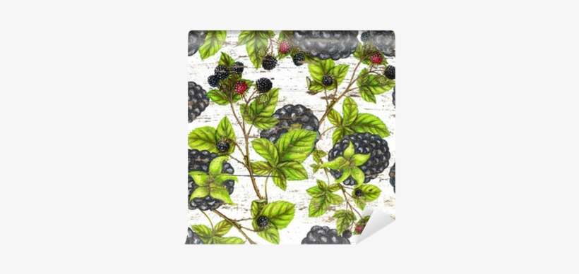Watercolor Pattern Of Blackberry Botanical Illustration - Watercolor Painting, transparent png download