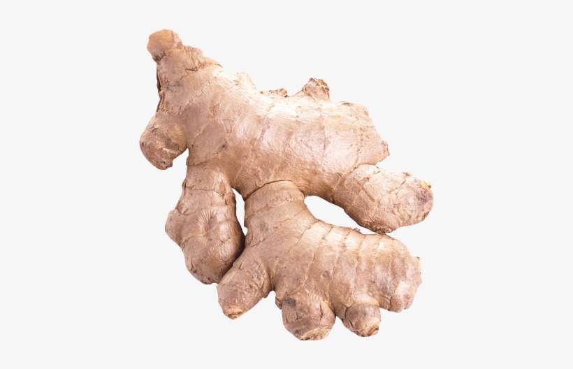 Ginger, transparent png download