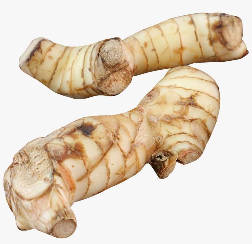 All Posts Tagged In - Galangal Png, transparent png download