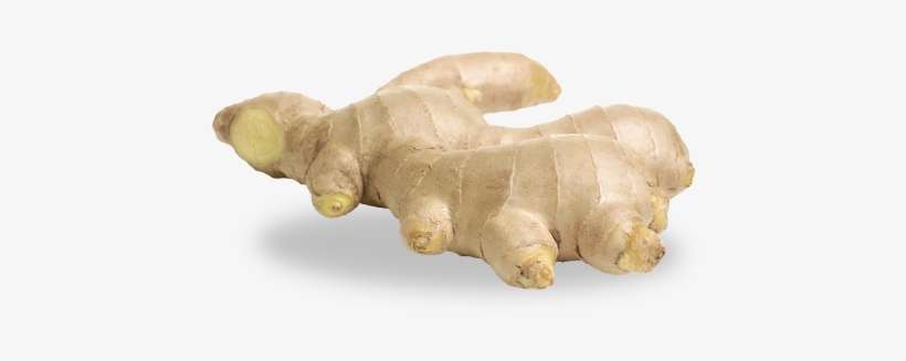 Ginger, transparent png download