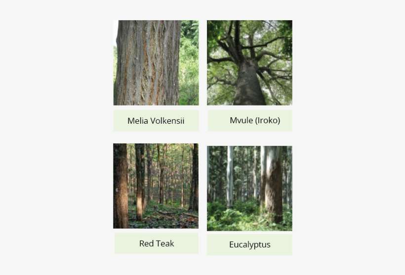 The Trees We Grow - Pond Pine, transparent png download