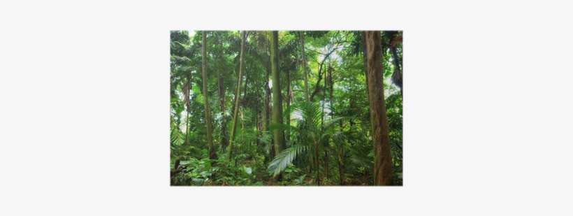 Rainforest, transparent png download