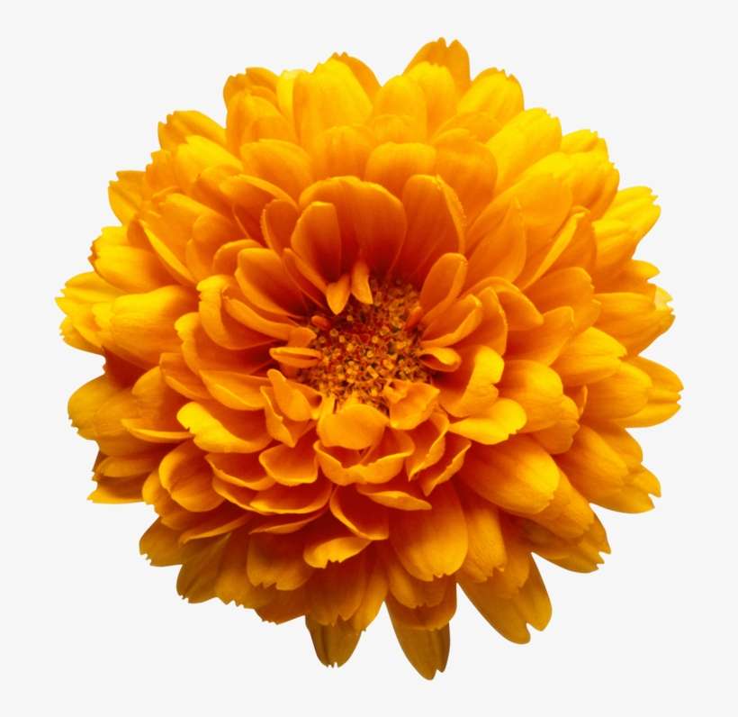 Orange Chrysanthemum Flower Transparent Clip Art Image - Marriage Make-up [book], transparent png download