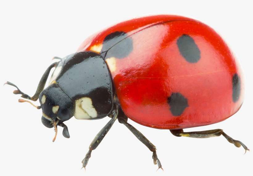 Ladybug Png Transparent Image Pngpix - Ladybug Png Transparent, transparent png download