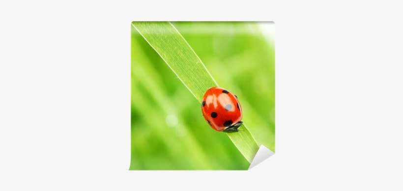 Ladybug, transparent png download