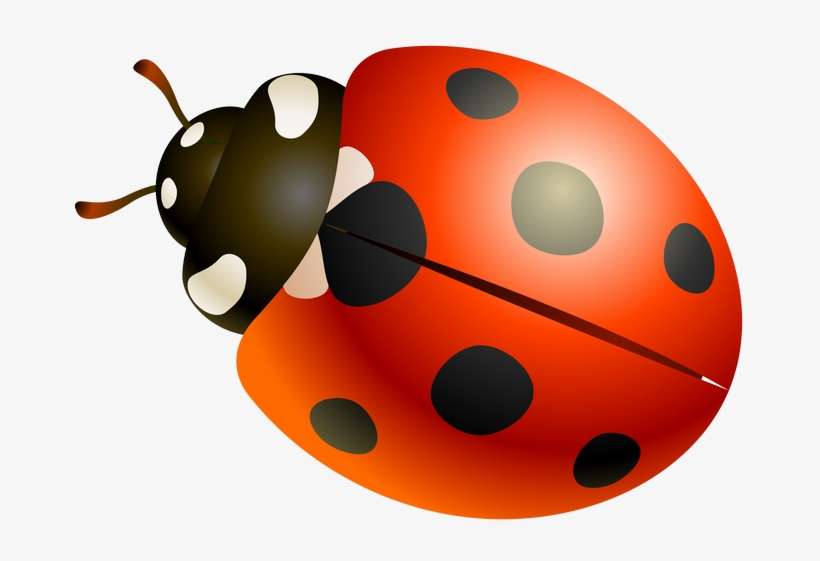 Ladybugs Clipart Garden Creature - Ladybird Beetle, transparent png download