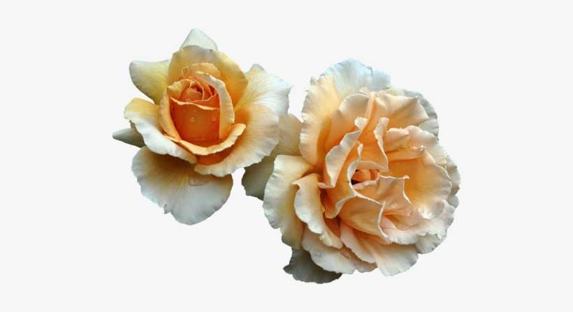 65 Images About 華 On We Heart It - Hybrid Tea Rose, transparent png download